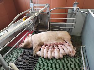 cela parideira para suínos
