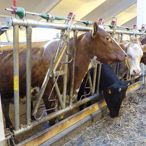 canzil para vacas 1