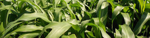 sementes de sorgo para silagem