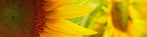 semente de girassol média