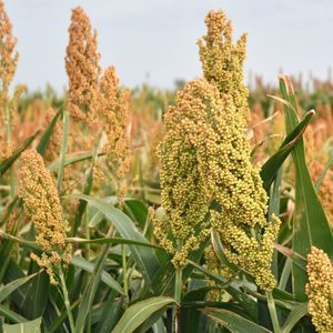 sementes de sorgo médias