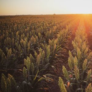 sementes de sorgo médias