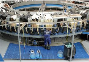 sala de ordenha para vacas