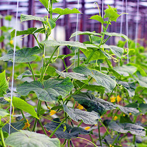 fio agrícola para sustentação de plantas