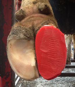 taco para casco de bovino