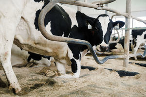 colchão de água para vacas