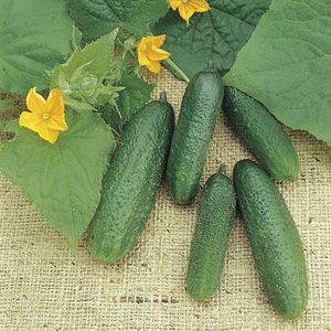semente de minipepino precoce
