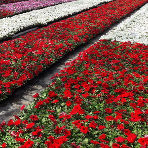 sementes de flores anuais