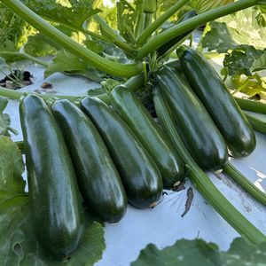semente de abobrinha resistente ao oídio 1