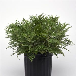 mudas de flores perenes