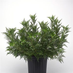 mudas de flores perenes