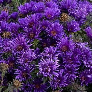 mudas de flores perenes