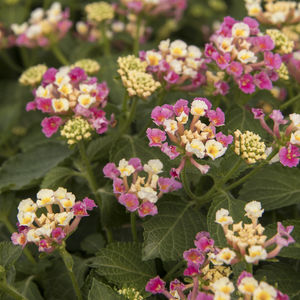 arbusto florífero para canteiro