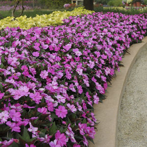 mudas de flores anuais