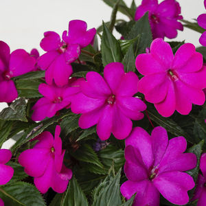 muda de flor anual
