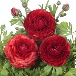 muda de flor anual