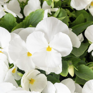 muda de flor anual