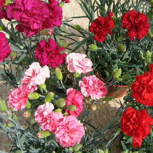 muda de flor anual