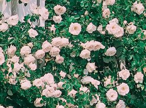 muda de flor rosa