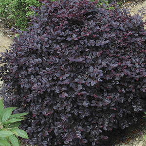 arbusto florífero para canteiro