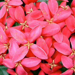 arbusto florífero para vaso