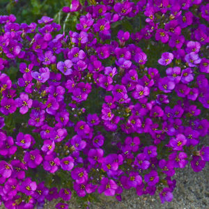 muda de flor perene