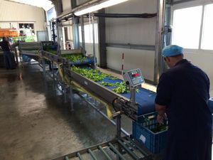 estação de lavagem para fruta