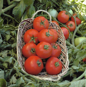 sementes de tomate vermelhas