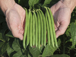 sementes de favas resistentes à mancha-bacteriana