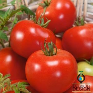sementes de tomate vermelhas