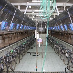 sala de ordenha para vacas