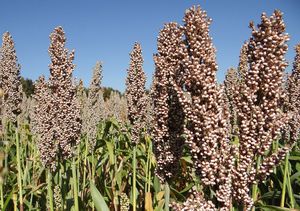 sementes de sorgo superprecoces