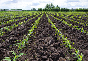 sementes de sorgo superprecoces