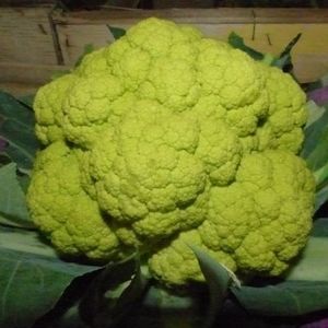 semente de couve-flor híbrida