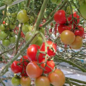 sementes de tomate vermelhas