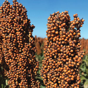 sementes de sorgo médias