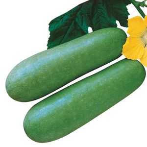 semente de abóbora precoce