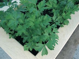 sementes de salsa