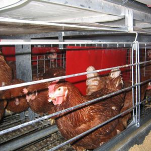 sistema de criação de frangas 1