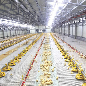 sistema de criação de frangos de carne em gaiolas