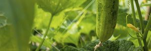 filme para embalagem de alimentos