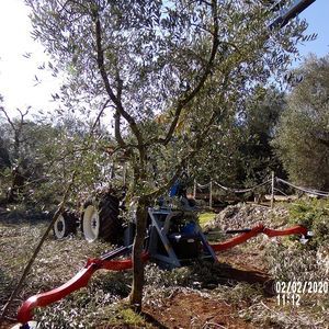 ancinho 1