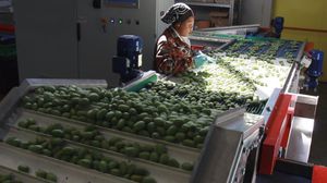 classificadora para frutos de baga