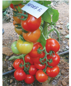 sementes de tomate vermelhas