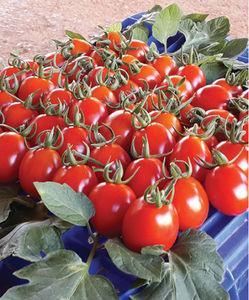 sementes de tomate vermelhas
