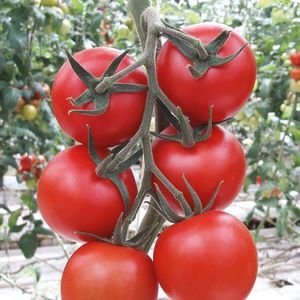 semente de tomate vermelha