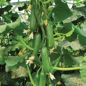 semente de pepino precoce