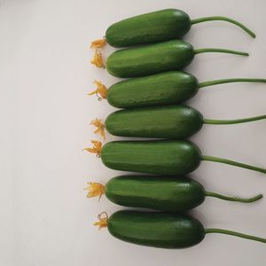 semente de pepino de outono
