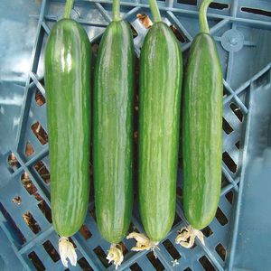 semente de pepino semiprecoce