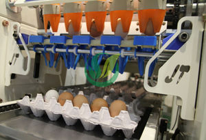 máquina embaladora para ovos